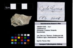 Foto (Objekt + Etikett) von Cyclothyreus sp.  (NHMW-GEO-1990-0041-2668)
